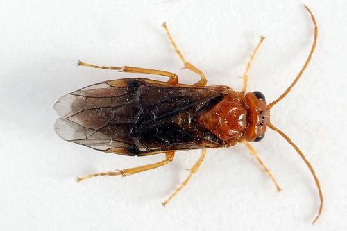 Réf. 223 323 : Nematinus luteus