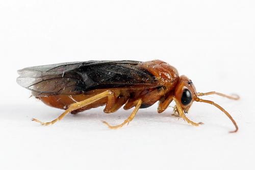 Réf. 223 325 : Nematinus luteus