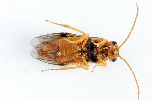Réf. 223 326 : Nematinus luteus