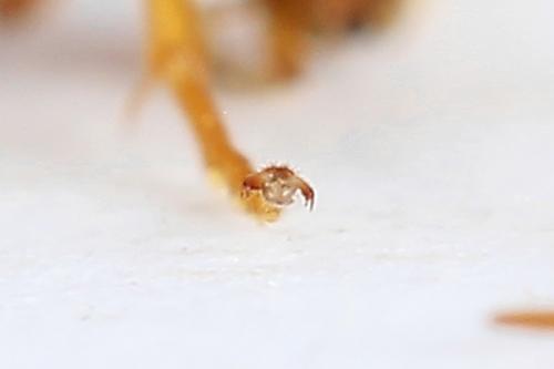 Réf. 223 327 : Nematinus luteus