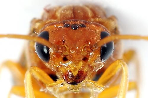 Réf. 223 328 : Nematinus luteus
