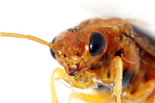 Réf. 223 329 : Nematinus luteus