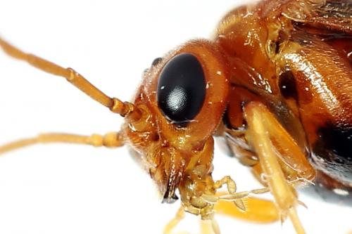 Réf. 223 330 : Nematinus luteus