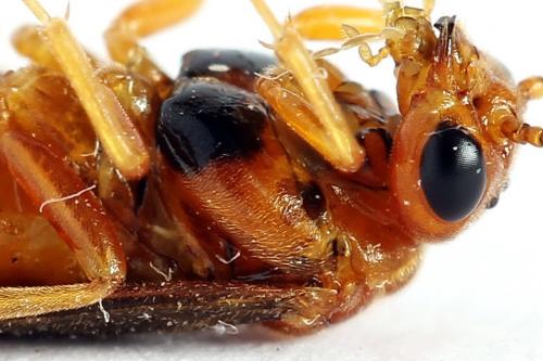 Réf. 223 331 : Nematinus luteus