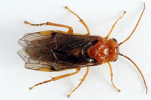 Réf. 223 351 : Nematinus steini
