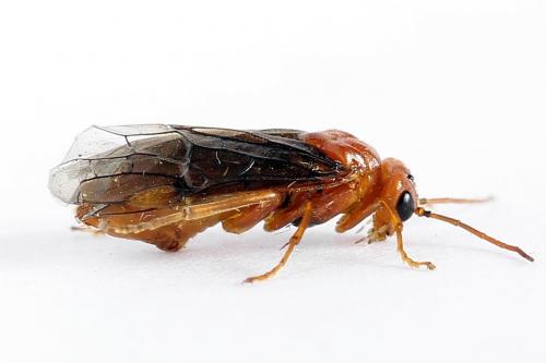 Réf. 223 352 : Nematinus steini