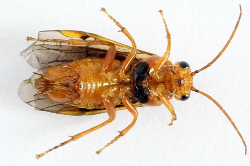 Réf. 223 353 : Nematinus steini