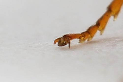 Réf. 223 354 : Nematinus steini