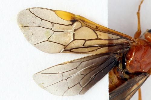 Réf. 223 360 : Nematinus steini