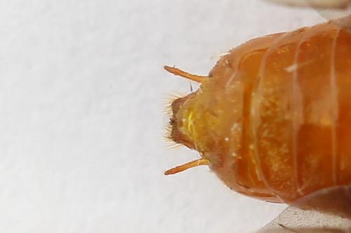 Réf. 223 362 : Nematinus steini
