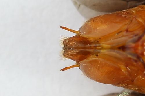 Réf. 223 364 : Nematinus steini