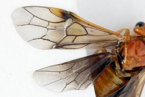 Réf. 223 332 : Nematinus luteus