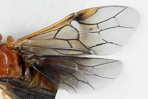 Réf. 223 333 : Nematinus luteus