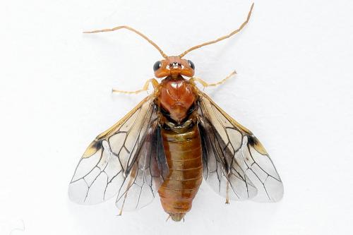 Réf. 223 336 : Nematinus luteus
