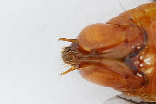 Réf. 223 335 : Nematinus luteus