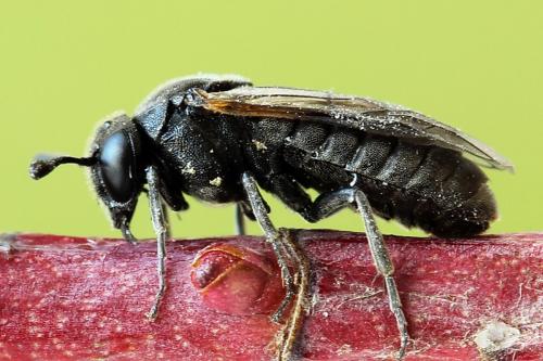 Réf. 223 515 : Corynis obscura