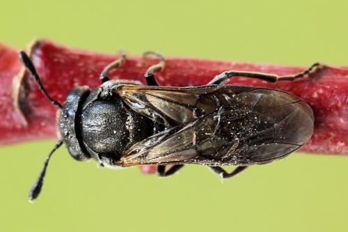 Réf. 223 516 : Corynis obscura