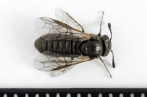 Réf. 223 517 : Corynis obscura