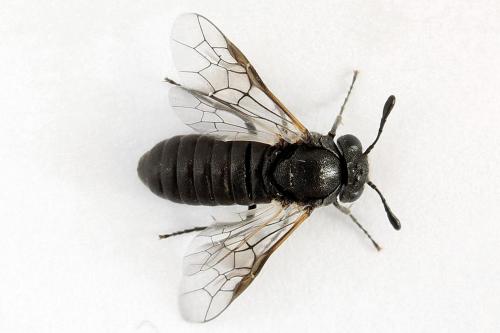 Corynis obscura