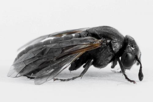 Réf. 223 519 : Corynis obscura