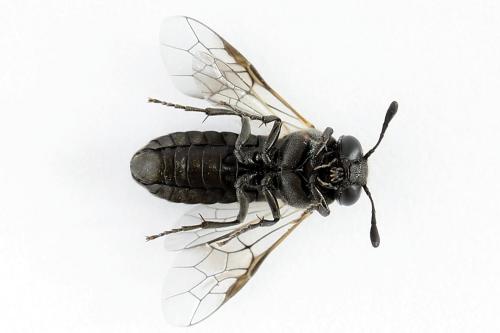 Réf. 223 520 : Corynis obscura