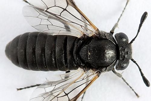 Réf. 223 521 : Corynis obscura