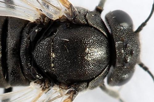 Réf. 223 522 : Corynis obscura