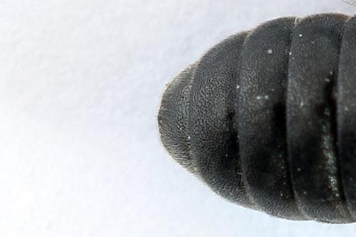 Corynis obscura