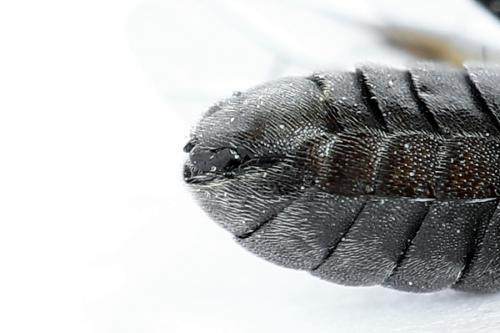 Corynis obscura