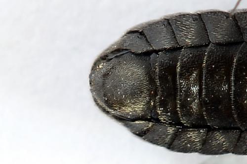 Réf. 223 526 : Corynis obscura