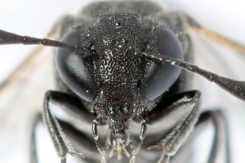 Réf. 223 529 : Corynis obscura