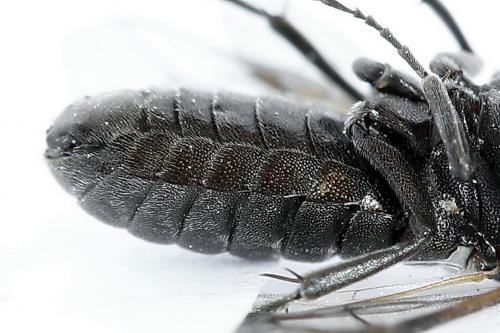 Réf. 223 532 : Corynis obscura