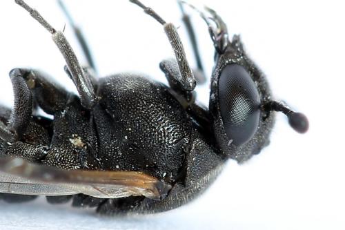 Réf. 223 533 : Corynis obscura