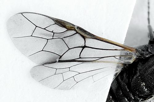 Réf. 223 534 : Corynis obscura