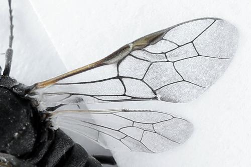Réf. 223 535 : Corynis obscura