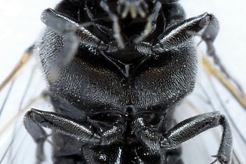 Corynis obscura