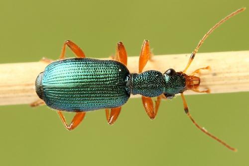 Réf. 223 909 : Drypta dentata