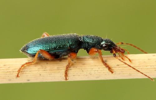 Réf. 223 910 : Drypta dentata