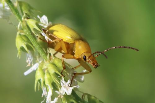 Réf. 223 545 : Cteniopus sulphureus