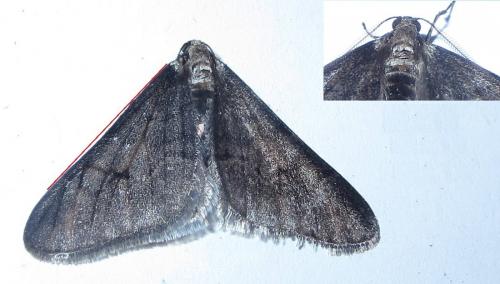 Agriopis leucophaearia