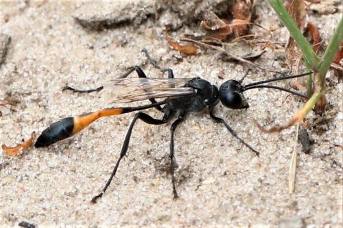 Ammophila sabulosa