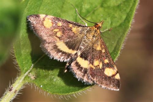 Réf. 223 023 : Pyrausta aurata
