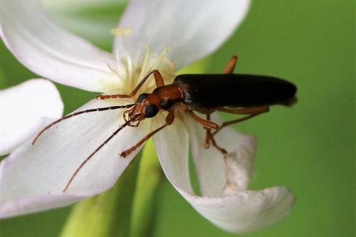 Nacerdes carniolica