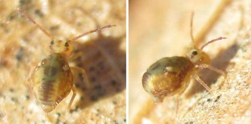 Dicyrtomina saundersi