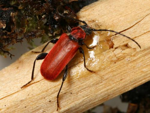 Pyrrhidium sanguineum