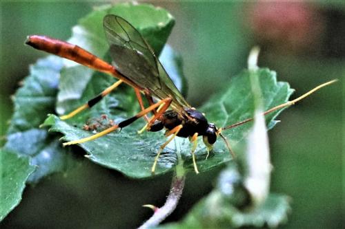 Aphanistes sp.