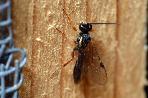Cryptinae