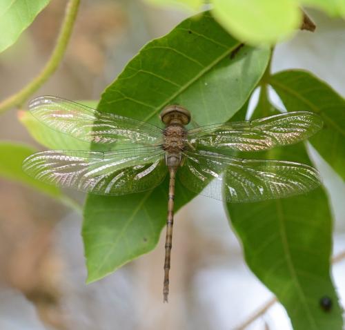 Zyxomma petiolatum