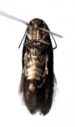 Mompha subbistrigella