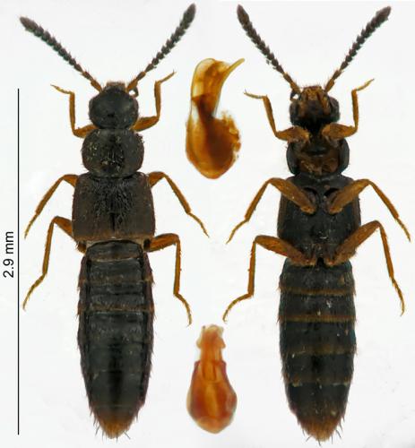 Atheta sodalis